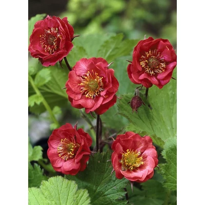 Geum rivale 'Flames of Passion' – Gyömbérgyökér