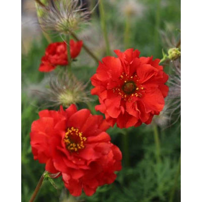 Geum 'Samba Sunset' – Gyömbérgyökér