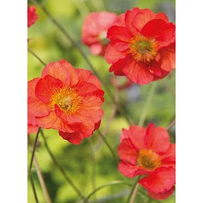 Geum hybridum 'Tempest Scarlet' - Gyömbérgyökér