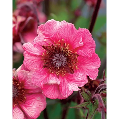 Geum 'Tempo Rose' – Gyömbérgyökér