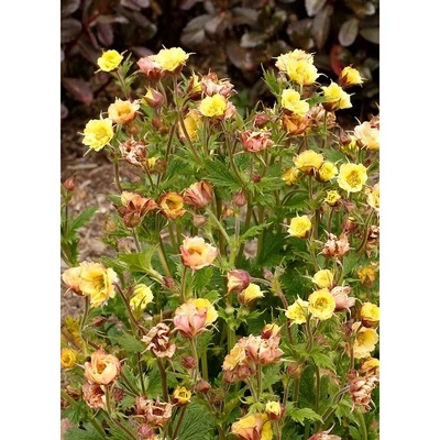 Geum 'Tempo Yellow' – Gyömbérgyökér