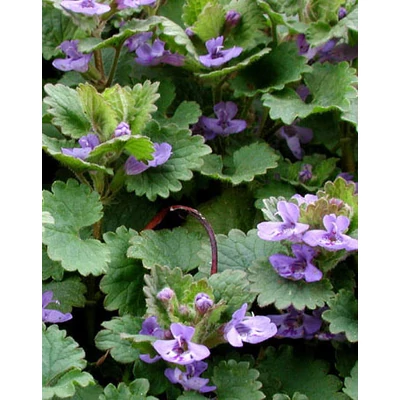 Glechoma hederacea – Kerek repkény, földi borostyán