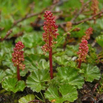 Gunnera magellanica – Óriáslapu