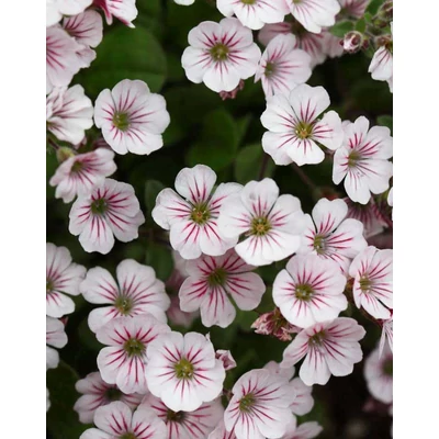 Gypsophila cerastioides – Fátyolvirág