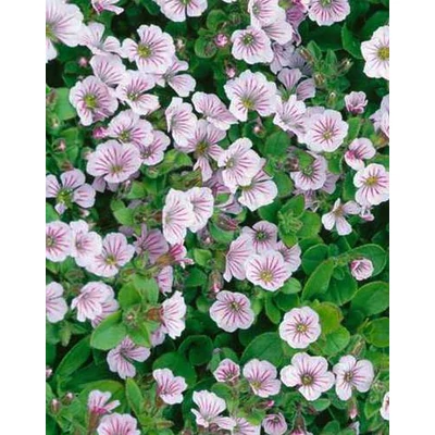 Gypsophila cerastioides 'Pixi Splash' – Fátyolvirág