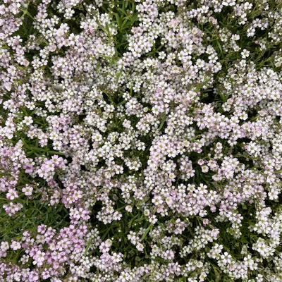 Gypsophila repens 'Knuddel' – Fátyolvirág