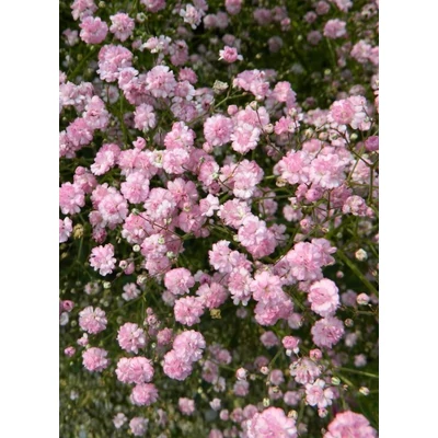 Gypsophila paniculata 'Flamingo' – Buglyos fátyolvirág