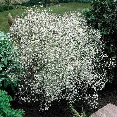 Gypsophila paniculata 'Snowflake' – Fátyolvirág