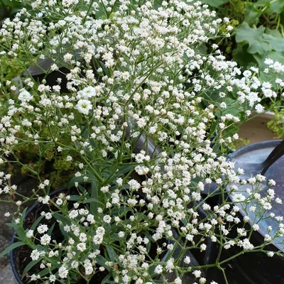 Gypsophila paniculata 'White Flare' – Fátyolvirág