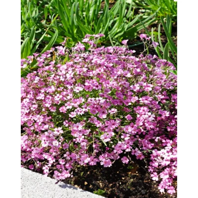 Gypsophila repens 'Rosa Schönheit' - Kúszó fátyolvirág