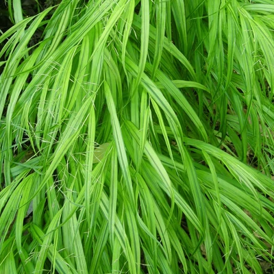 Hakonechloa macra 'Greenhills' – Szálkafű