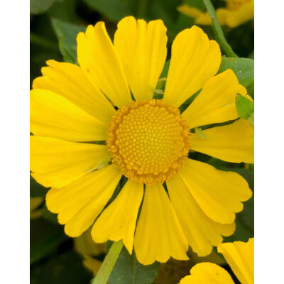 Helenium autumnale 'HayDay Yellow' – Őszi napfényvirág