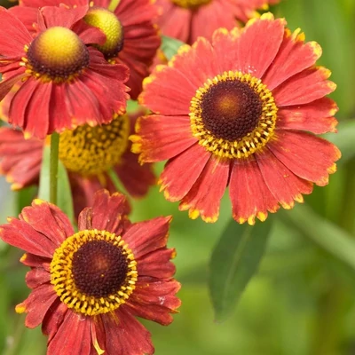 Helenium autumnale 'Helena Red Shades' – Őszi napfényviárg