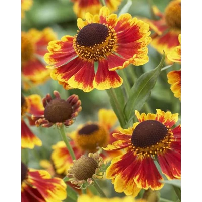 Helenium 'Biedermeier' – Őszi napfényvirág