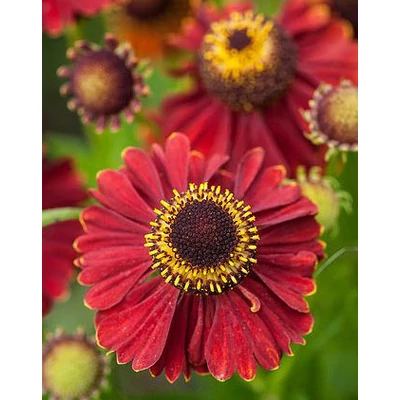 Helenium 'Bruno' – Őszi napfényvirág