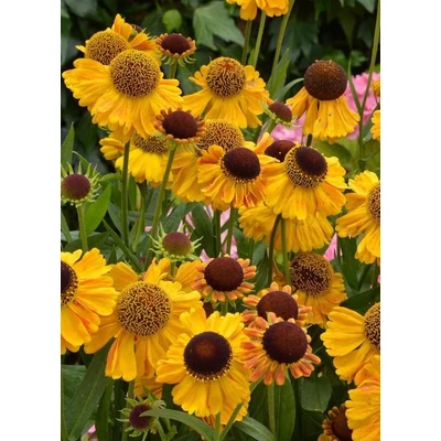 Helenium 'Carmen' – Őszi napfényvirág