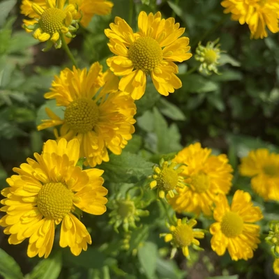 Helenium 'Double Trouble' – Őszi napfényvirág
