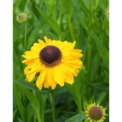 Helenium 'El Dorado' – Őszi napfényvirág