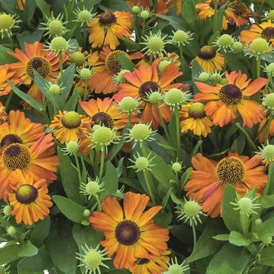 Helenium 'Helias Copper' – Őszi napfényvirág