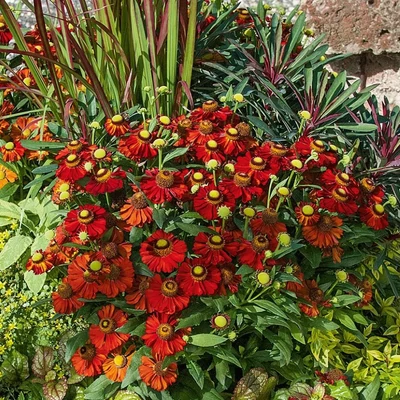 Helenium 'Helias Fire Red' – Őszi napfényvirág