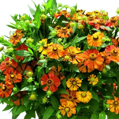Helenium 'Helias Orange' – Őszi napfényvirág