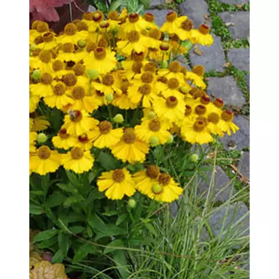 Helenium 'Helias Yellow' – Őszi napfényvirág
