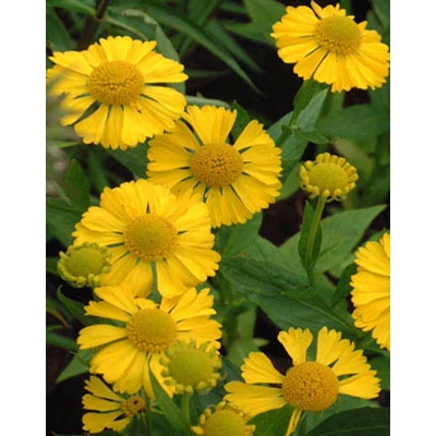 Helenium 'Kanaria' – Őszi napfényvirág