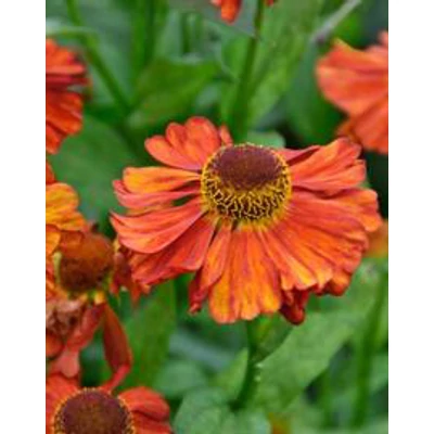 Helenium 'Karneol' – Őszi napfényvirág