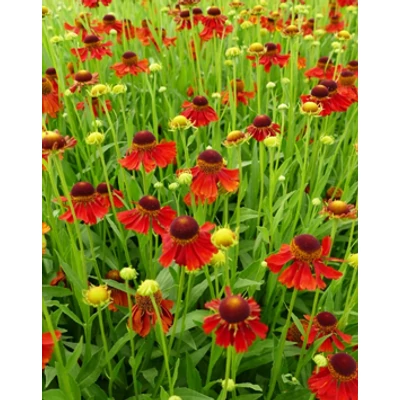 Helenium 'Moerheim Beauty' – Őszi napfényvirág