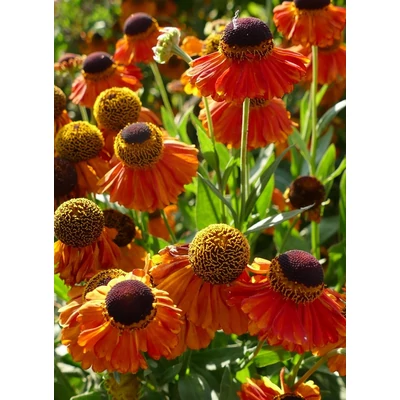 Helenium 'Sahin's Early Flowerer' - Őszi napfényvirág