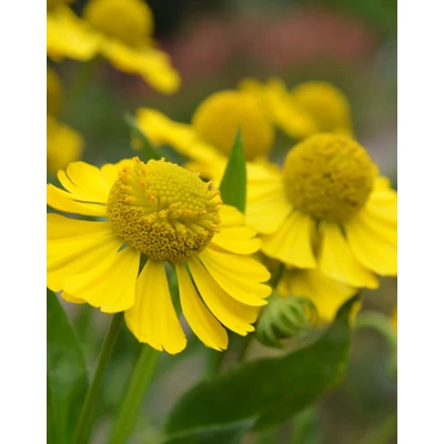 Helenium 'Tijuana Brass' – Őszi napfényvirág