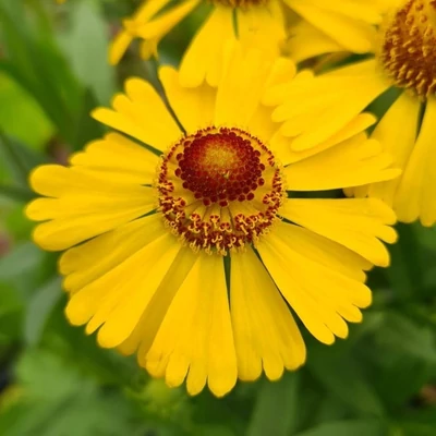 Helenium 'Wesergold' – Őszi napfényvirág