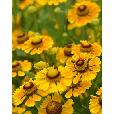 Helenium 'Zimbelstern' – Őszi napfényvirág