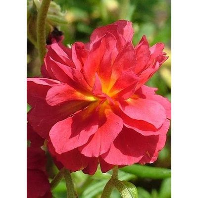 Helianthemum 'Cerise Queen' - Napvirág