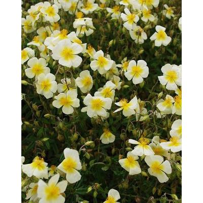 Helianthemum 'Elfenbeinglanz' – Napvirág