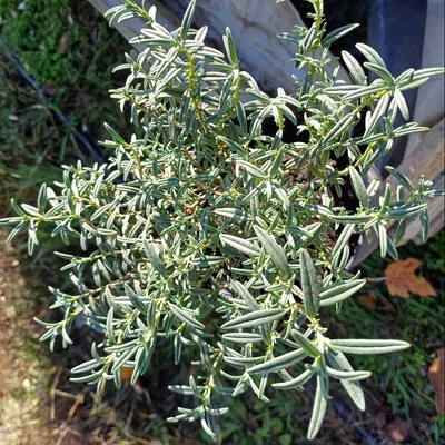 Helianthemum hybrid 'Victoria Hybrid' – Napvirág