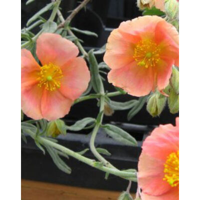 Helianthemum hybridum 'Peach' – Napvirág 