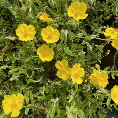 Helianthemum 'Sterntaler' – Napvirág