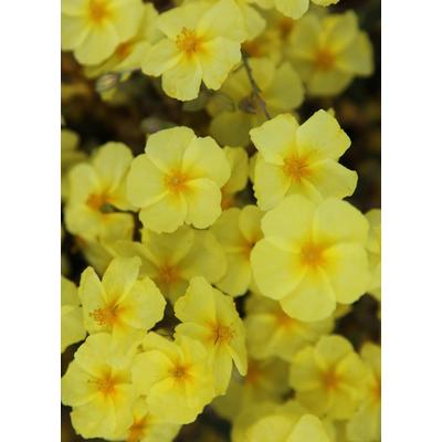 Helianthemum 'Wisley Primrose' – Napvirág