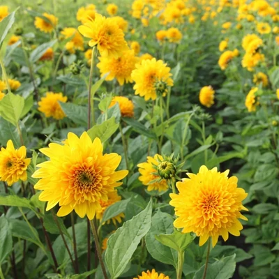 Helianthus decapetalus 'Loddon Gold' – Sokvirágú napraforgó