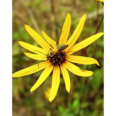 Helianthus atrorubens