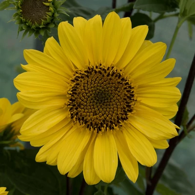 Helianthus decapetalus 'Capenoch Star' - Sokvirágú napraforgó