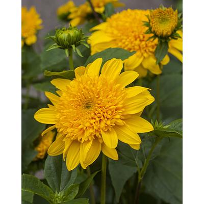 Helianthus multiflorus 'Double Whammy' – Sokvirágú napraforgó