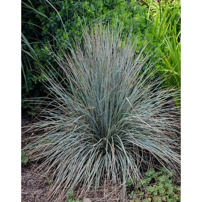 Helictotrichon sempervirens – Örökzöld zabfű