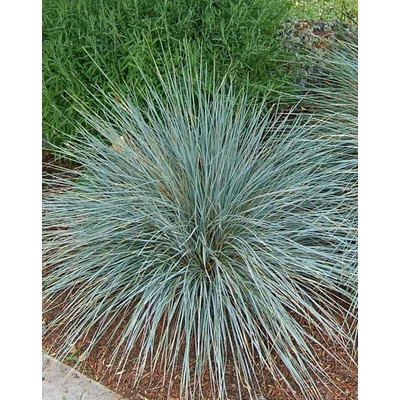 Helictotrichon sempervirens 'Pendula' – Örökzöld zabfű
