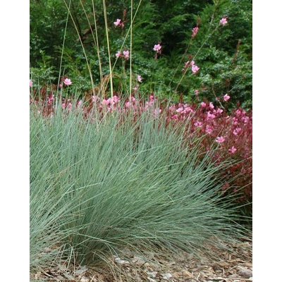 Helictotrichon sempervirens 'Saphirsprudel' - Örökzöld zabfű