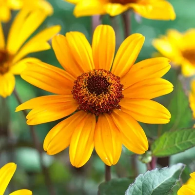 Heliopsis helianthoides 'Summer Night' – Napszemvirág