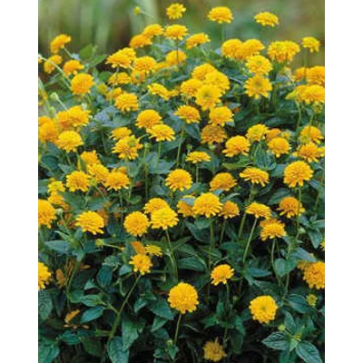 Heliopsis helianthoides 'Asahi' - Érdes napszemvirág