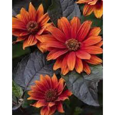 Heliopsis helianthoides 'Bleeding Hearts' – Napszemvirág