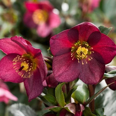 Helleborus 'HGC Ice N' Roses Red' – Hunyor